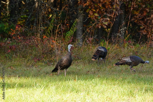 Many Turkeys are out wandering around looking for food during the Fall Autumn season.