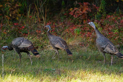 Many Turkeys are out wandering around looking for food during the Fall Autumn season.