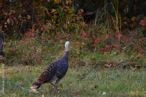 Many Turkeys are out wandering around looking for food during the Fall Autumn season.