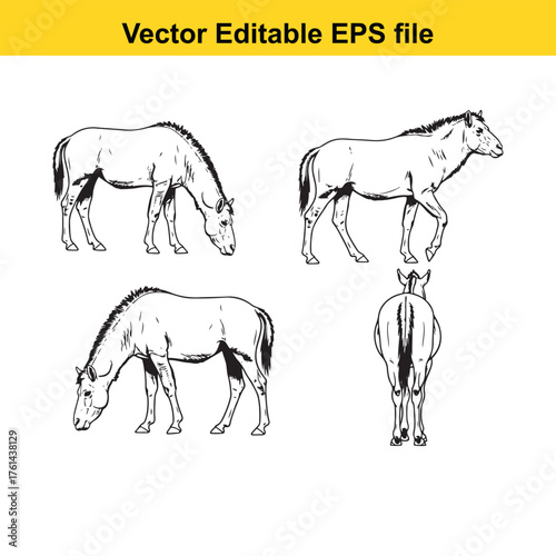 Vector art of set of four black and white illustrations of a horse in different poses