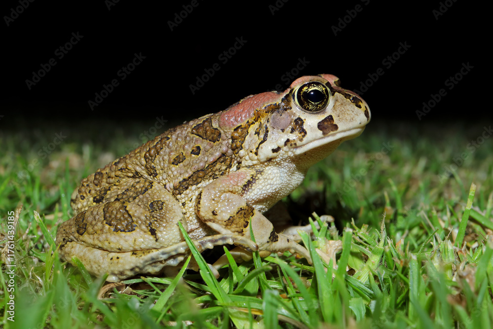 Fototapeta premium A nocturnal guttural toad (Amietophrynus gutturalis) in natural habitat, South Africa