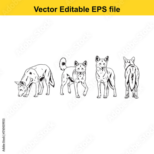 Vector art of four dingoes in different poses