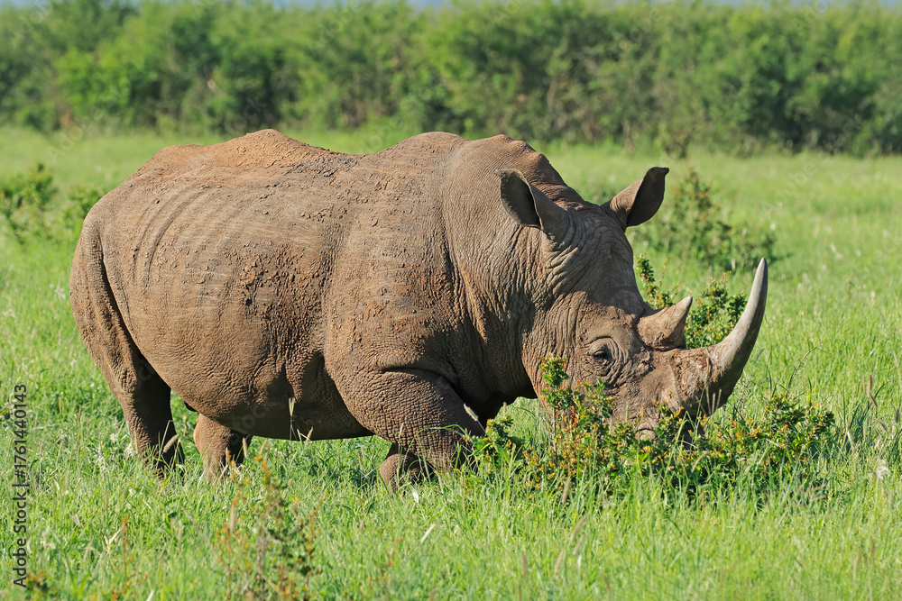 Obraz premium Endangered white rhinoceros (Ceratotherium simum) in lush green natural habitat, South Africa