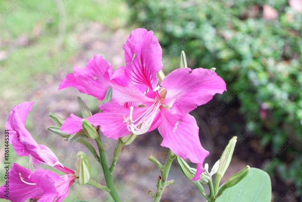 Fototapeta premium Vibrant purple Bauhinia purpurea flower with elegant orchid-like petals.