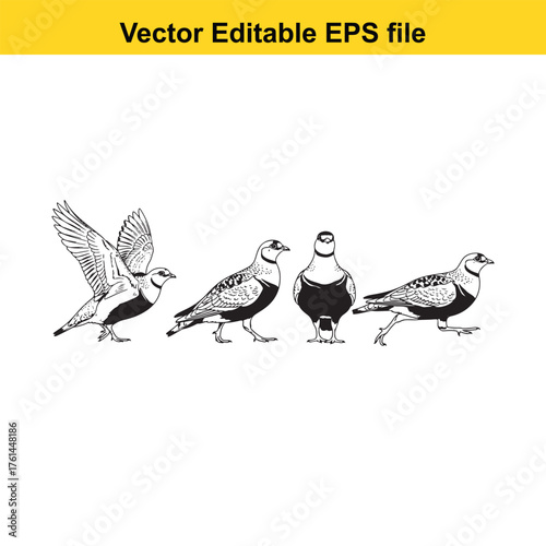 Vector art of collection of four pigeons in different poses, including one in flight