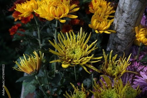 Chrysanthemum flowers in the garden, closeup of photo