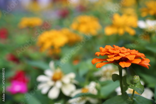 Zinnia elegans flowers in the garden, selective focus point