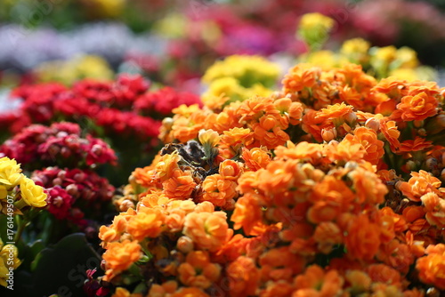 Kalanchoe blossfeldiana is a genus of flowering plants in the family Rosaceae.