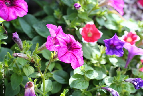 Colorful petunias in the garden. Selective focus.