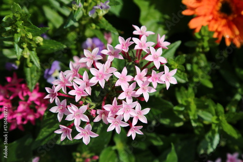 pink and white flowers in the garden on a sunny summer day