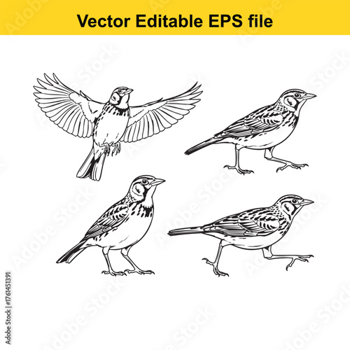 Vector art of set of four detailed black and white illustrations of a lark bird in various poses, isolated on a