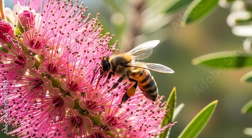 Honeybee on Pink Bottlebrush Flower Collecting Pollen in Garden.