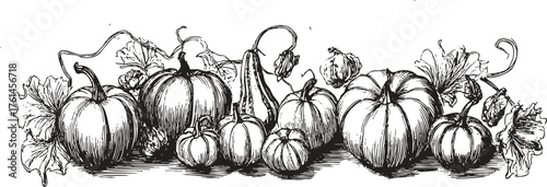 Rustic pumpkin sketch border with hand drawn autumn gourds and leaves. Vector detailed ink illustration for farm product labels, seasonal decor, Thanksgiving design templates.