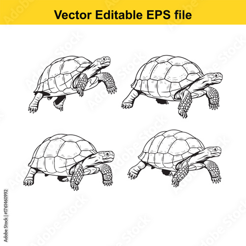 Vector art of four detailed line art illustrations of tortoises in various walking poses, isolated on a
