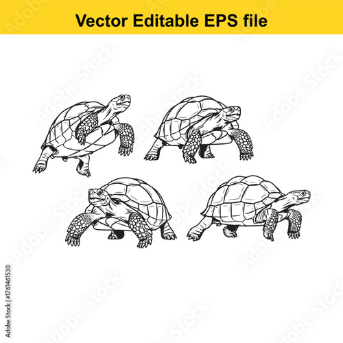 Vector art of four unique handdrawn vector illustrations of tortoises in various walking positions, presented on a