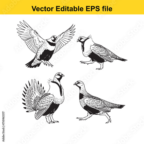 Vector art of collection of four vintage bird illustrations, including pigeons and a grouse, isolated on a