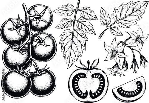 Sketch of ripe tomatoes on vine with leaves and slice vector Engraving Art Design