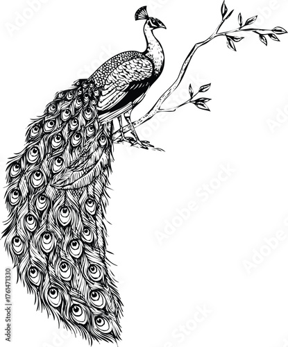 Elegant peacock perched on a branch in detailed black and white vector Engraving Art Design