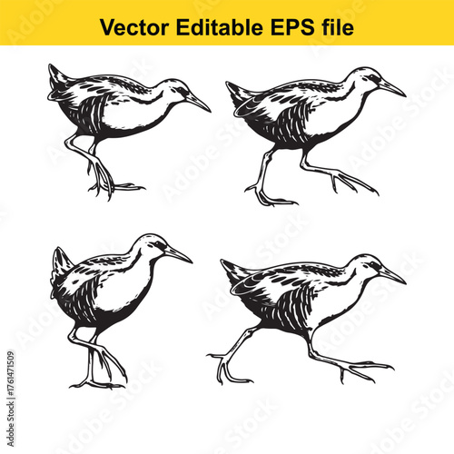 Vector art of four stylized line art illustrations of wading birds in various poses, isolated on a