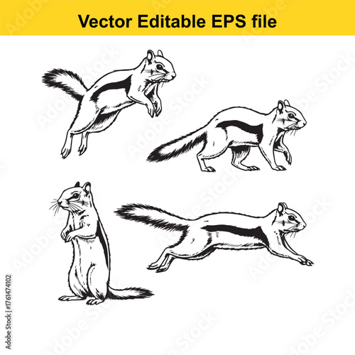 Vector art of collection of four stylized line art illustrations of squirrels in various dynamic poses, isolated on a