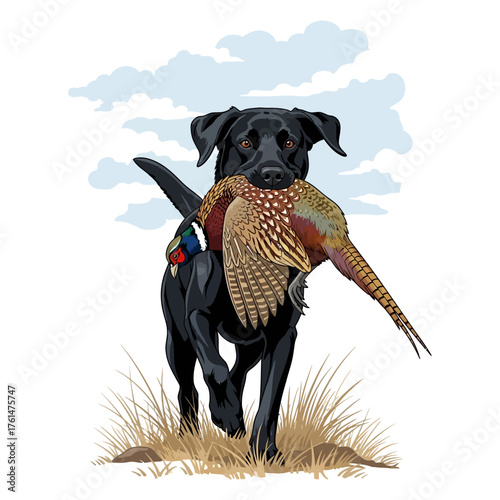 Black Labrador Retriever running with a retrieved pheasant in its mouth across a field