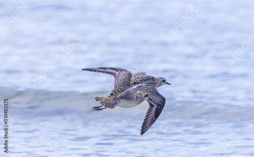 Pacific Golden Plover in Migration season