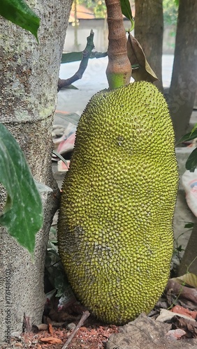 Green jackfruits on a tree
