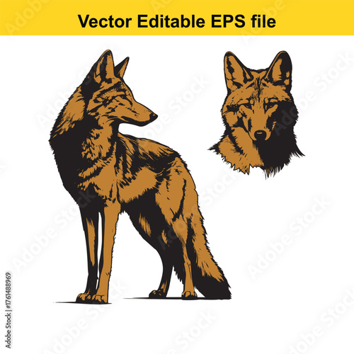 Vector art of two detailed illustrations of a coyote in different poses