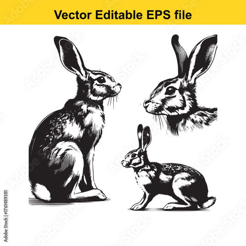 Vector art of three detailed black and white illustrations of rabbits in different poses, isolated on a