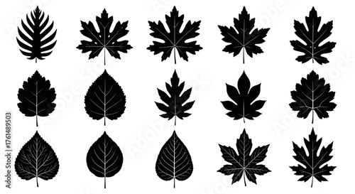 A collection of diverse deciduous tree leaf silhouettes showcasing various shapes and vein patterns.