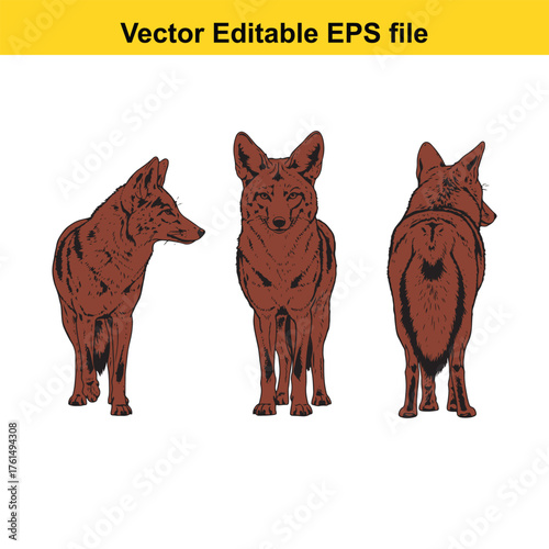 Vector art of three views of a jackal