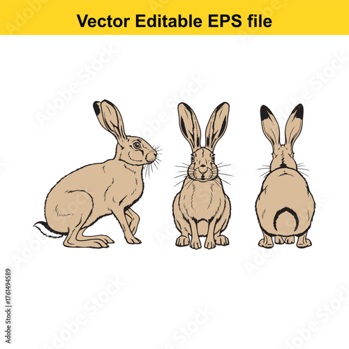 Vector art of three views of a hare