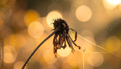 A withered flower head, lit by warm, diffused sunlight, shows intricate details. A delicate spider web adds to the autumnal scene with soft bokeh in the background