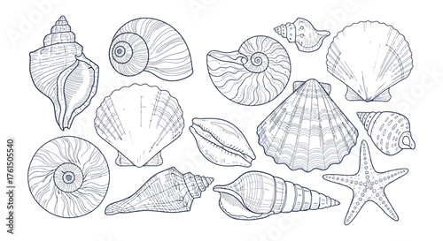 Detailed sketch collection of various seashells and a starfish on a white background