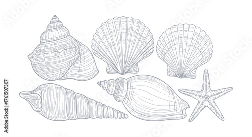 Collection of detailed line drawings of various seashells and a starfish