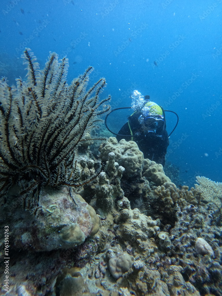 Fototapeta premium diving on karimunjawa 