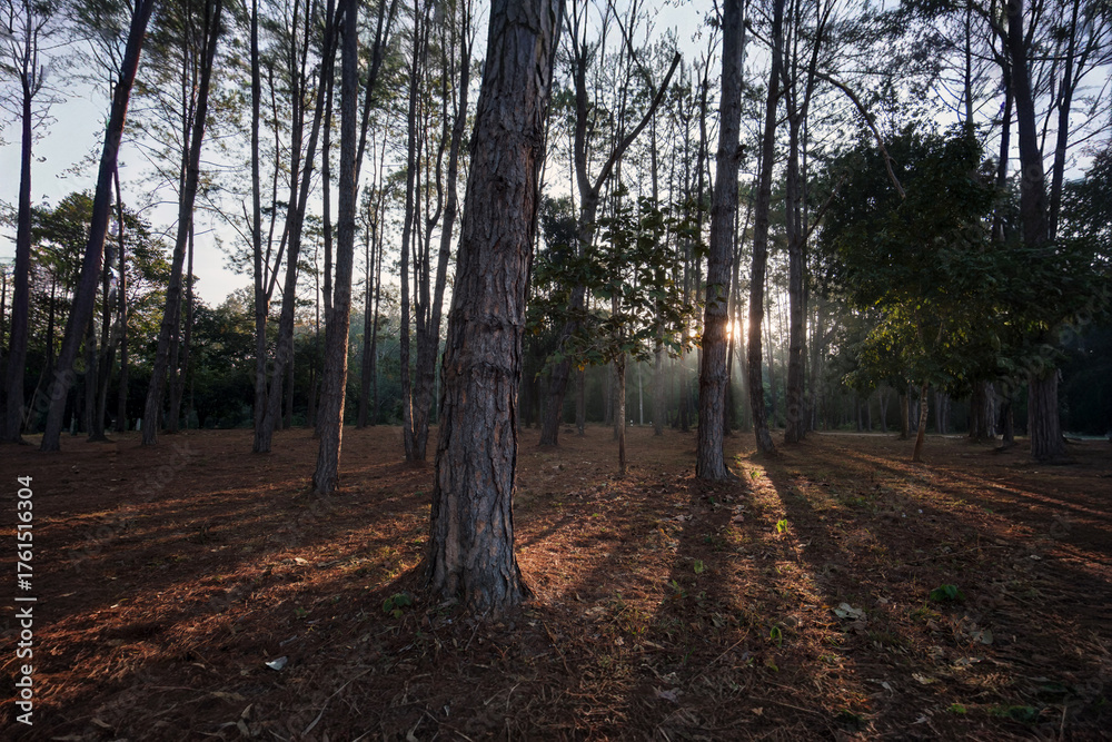 Naklejka premium evening golden sun rays shining behind many brown tree trunks in wood