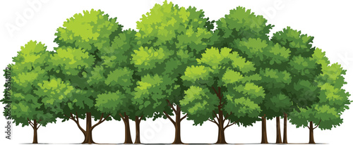 Dense green forest trees, summer woodland landscape, eco nature background, lush foliage environment, CAD drawing flat vector illustration, natural scenery