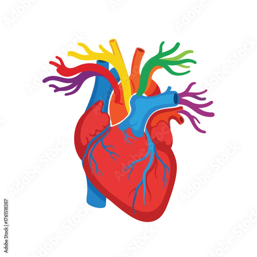 Colorful of a human heart with visible arteries and veins.