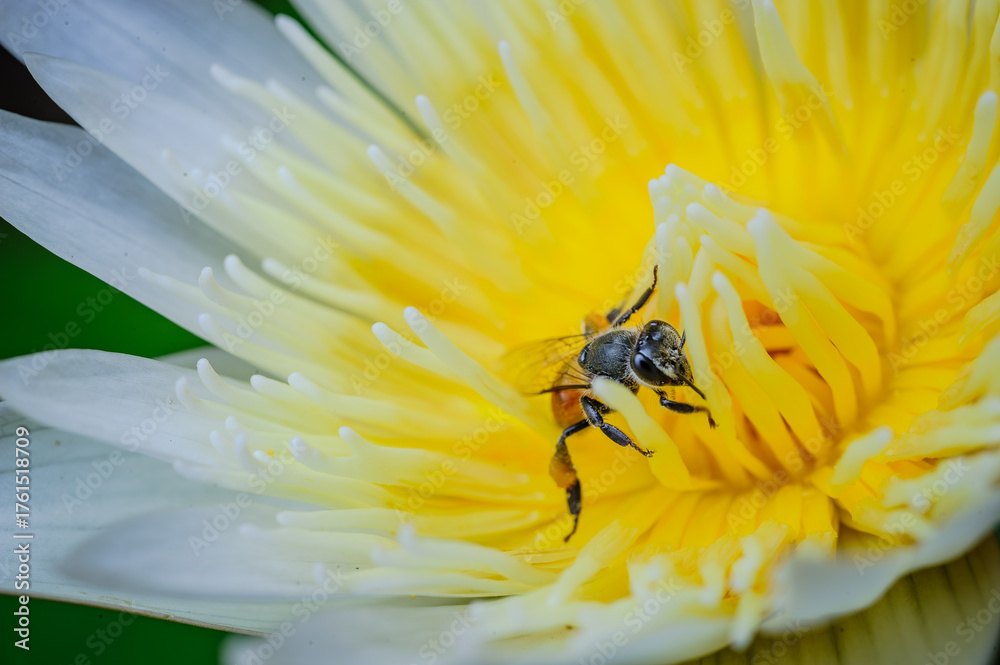 Naklejka premium a bee wolking around white lotus with yellow pollens