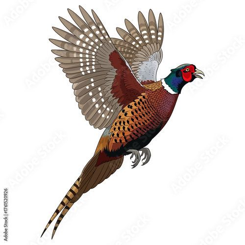 pheasant hunting illustration logo vector image t shirt