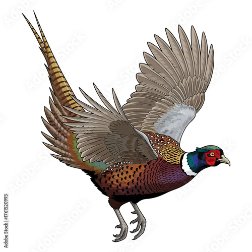 pheasant hunting illustration logo vector image t shirt