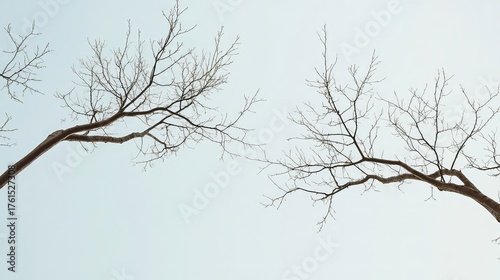 Two intertwined, leafless tree branches against a clean sky, symbolizing relationship, connection, and interdependence in a minimalist way, graphic and artistic composition.