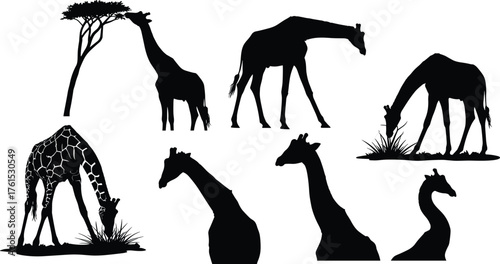 Giraffe silhouette collection showing elegant long-necked wildlife eating leaves and standing in nature, african animal illustration, cad drawing flat vector illustration