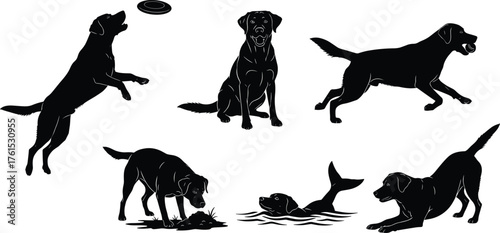 Collection of Labrador dog silhouettes in playful poses, jumping, swimming, running, fetching ball, detailed pet action illustration, cad drawing flat vector illustration