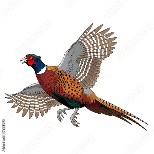 pheasant hunting illustration logo vector image t shirt