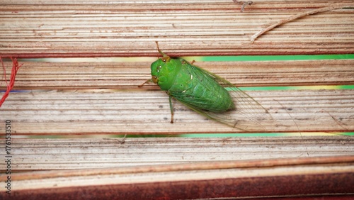 katydids stick to bamboo crafts