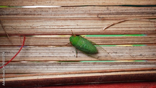 katydids stick to bamboo crafts