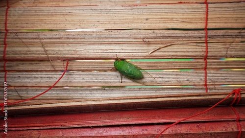katydids stick to bamboo crafts