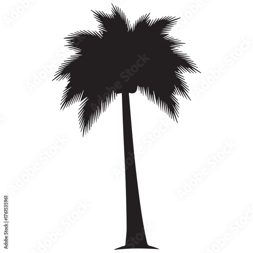Silhouette of a tall slender palm tree with a full frond canopy against a white background